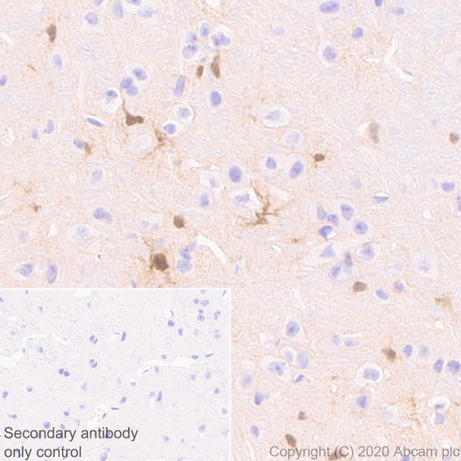 Immunohistochemistry (Formalin/PFA-fixed paraffin-embedded sections) - Anti-BLBP antibody [EPR24033-13] - BSA and Azide free (ab279652), expandable thumbnail