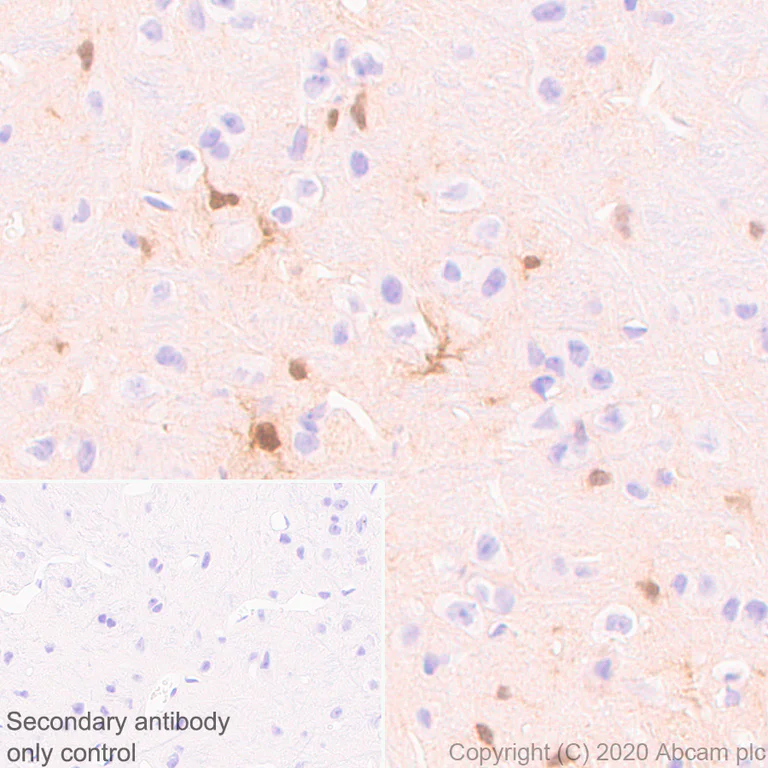 Immunohistochemistry (Formalin/PFA-fixed paraffin-embedded sections) - Anti-BLBP antibody [EPR24033-13] - BSA and Azide free (AB279652)
