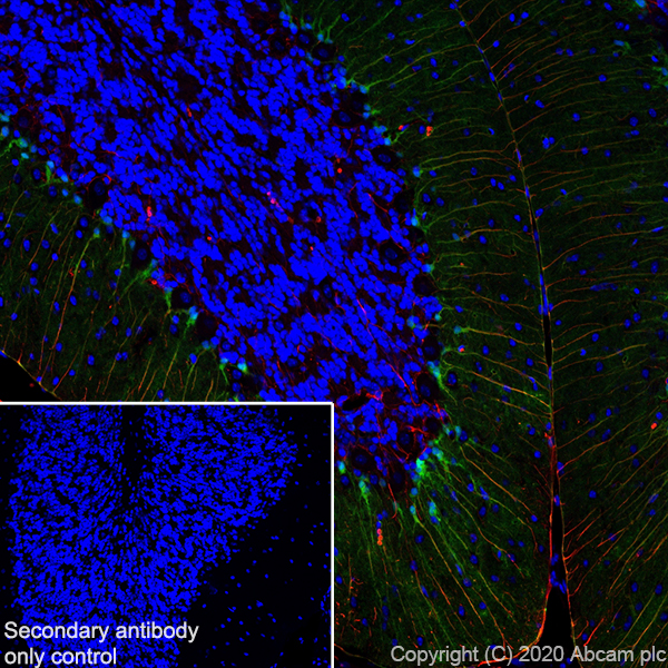 Immunohistochemistry (Frozen sections) - Anti-BLBP antibody [EPR24033-13] - BSA and Azide free (AB279652), expandable thumbnail