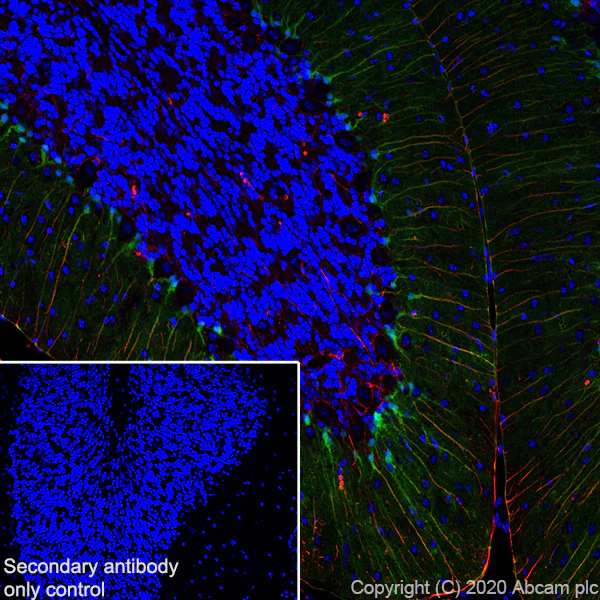 Immunohistochemistry (Frozen sections) - Anti-BLBP antibody [EPR24033-13] - BSA and Azide free (AB279652)