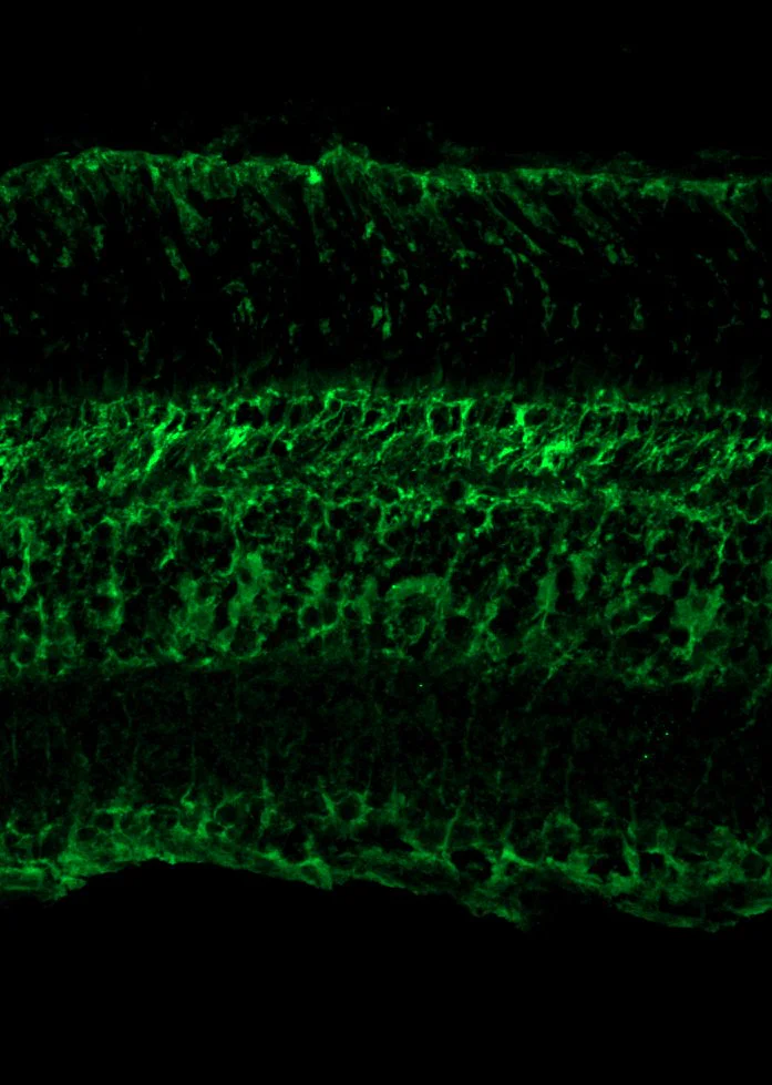 Immunohistochemistry (Frozen sections) - Anti-BLBP antibody [EPR24033-13] - BSA and Azide free (AB279652)