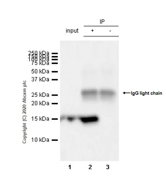 Immunoprecipitation - Anti-BLBP antibody [EPR24033-13] - BSA and Azide free (AB279652)