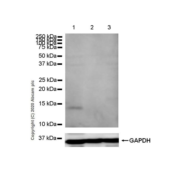Western blot - Anti-BLBP antibody [EPR24033-13] - BSA and Azide free (AB279652), expandable thumbnail