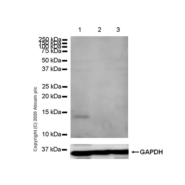 Western blot - Anti-BLBP antibody [EPR24033-13] - BSA and Azide free (AB279652)