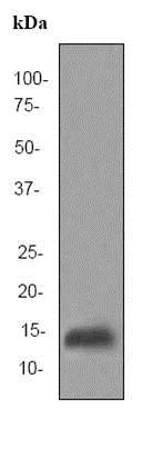 Western blot - Anti-BLBP antibody [EPR4000] - BSA and Azide free (AB188025)