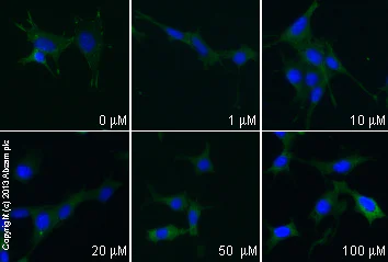 Functional Studies - (±)-Blebbistatin, inhibitor of myosin II (AB120425)