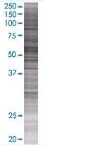 BLK overexpression 293T lysate (whole cell)