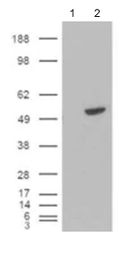 Western blot - Anti-BLNK antibody (AB2230)