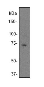 Western blot - Anti-BLNK antibody [Y491] - BSA and Azide free (AB247257)