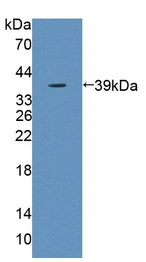 Western blot - Anti-Blood Group Kell Antigen antibody (AB231602)