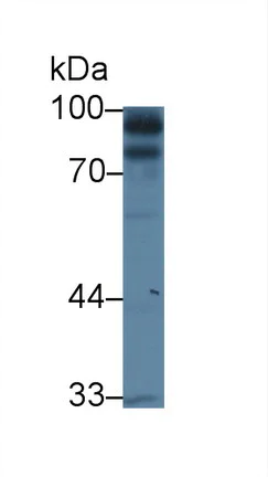 Western blot - Anti-Blood Group Kell Antigen antibody (AB231602)