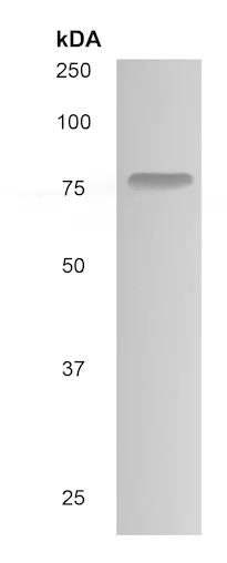 Western blot - Anti-Blood Group Kell Antigen antibody [MM0435-12X3] (AB90456)