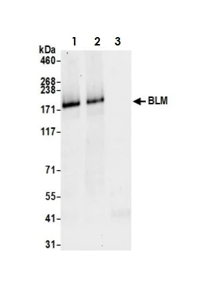 Immunoprecipitation - Anti-Blooms Syndrome Protein Blm antibody (AB2179)