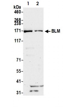 Western blot - Anti-Blooms Syndrome Protein Blm antibody (AB2179), expandable thumbnail