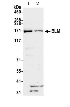 Western blot - Anti-Blooms Syndrome Protein Blm antibody (AB2179)