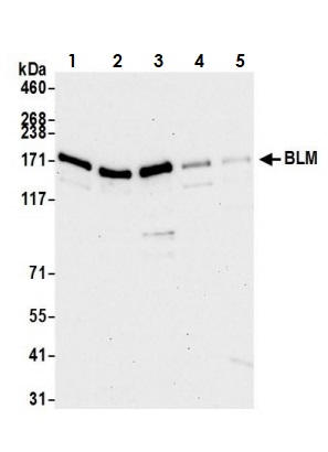 Western blot - Anti-Blooms Syndrome Protein Blm antibody (AB2179), expandable thumbnail