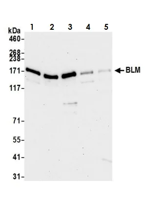 Western blot - Anti-Blooms Syndrome Protein Blm antibody (AB2179)