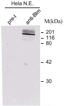 Western blot - Anti-Blooms Syndrome Protein Blm antibody (AB476)