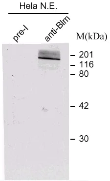 Western blot - Anti-Blooms Syndrome Protein Blm antibody (AB476)