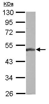 Western blot - Anti-BLZF1 antibody (AB155510)