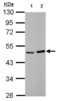 Western blot - Anti-BLZF1 antibody (AB155510)