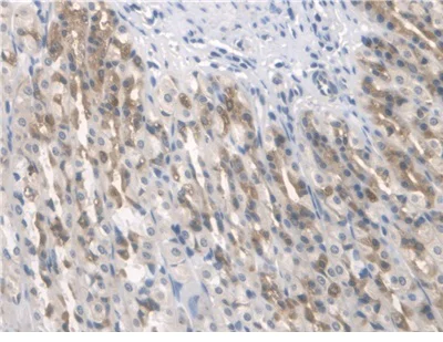 Immunohistochemistry (Formalin/PFA-fixed paraffin-embedded sections) - Anti-BMAL1 antibody (AB231793)