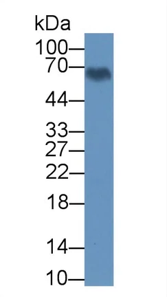Western blot - Anti-BMAL1 antibody (AB231793)