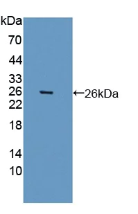 Western blot - Anti-BMAL1 antibody (AB231793)