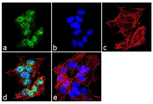 Immunocytochemistry - Anti-BMAL1 antibody (AB3350)