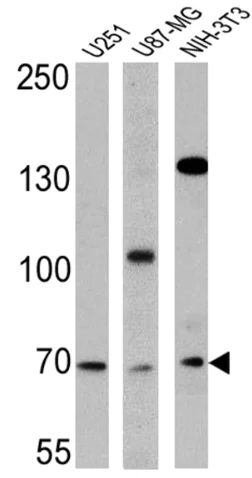 Western blot - Anti-BMAL1 antibody (AB3350)