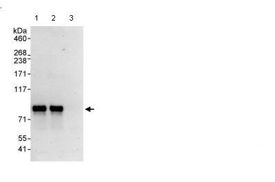 Immunoprecipitation - Anti-BMAL1 antibody (AB93806), expandable thumbnail