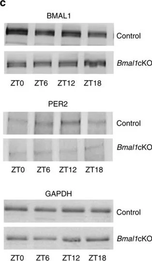 Western blot - Anti-BMAL1 antibody (AB93806)