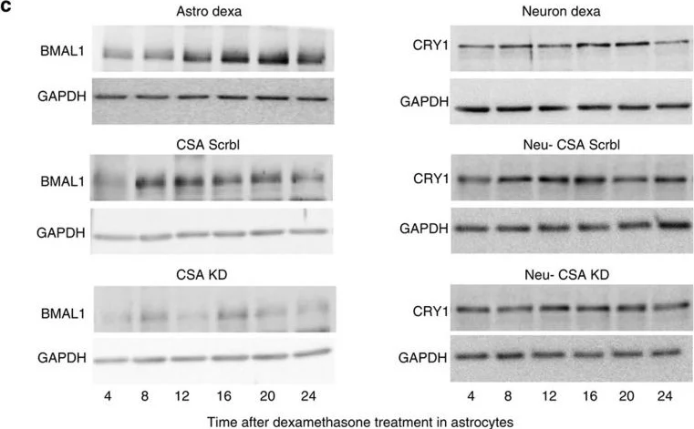 Western blot - Anti-BMAL1 antibody (AB93806)