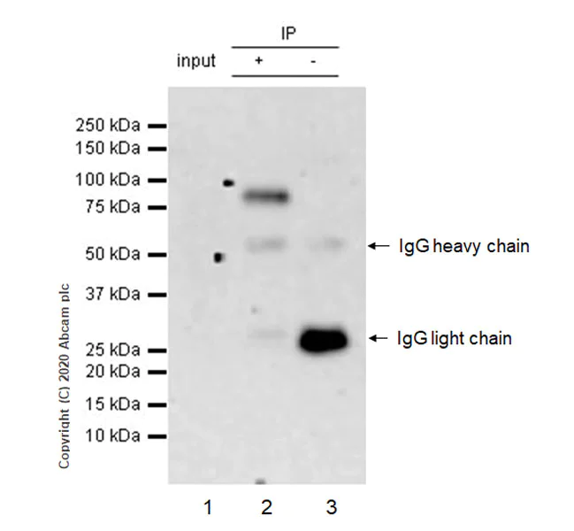 Immunoprecipitation - Anti-BMAL1 antibody [EPR20906-14] (AB235577)