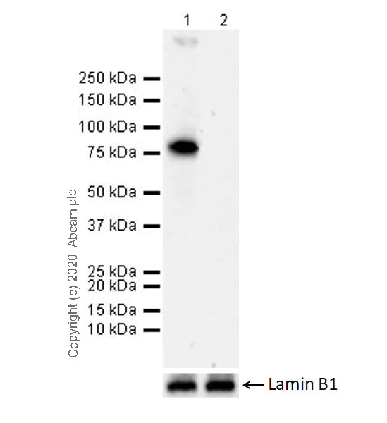 Western blot - Anti-BMAL1 antibody [EPR20906-14] (AB235577)