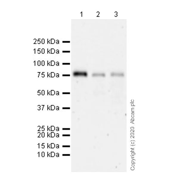 Western blot - Anti-BMAL1 antibody [EPR20906-14] (AB235577)