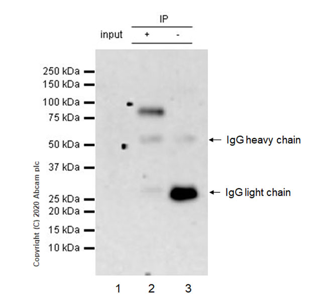 Immunoprecipitation - Anti-BMAL1 antibody [EPR20906-14] - BSA and Azide free (AB269960)