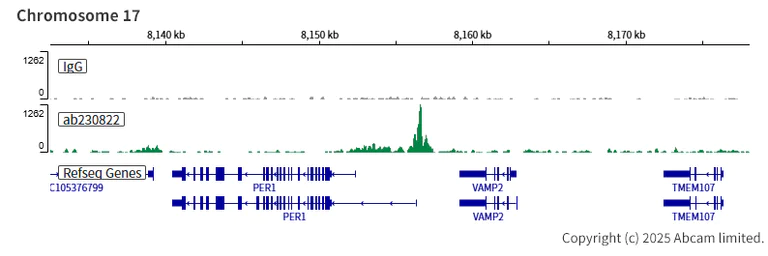 ChIC/CUT&RUN sequencing - Anti-BMAL1 antibody [EPR23696-22] (AB230822)