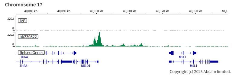 ChIC/CUT&RUN sequencing - Anti-BMAL1 antibody [EPR23696-22] (AB230822)