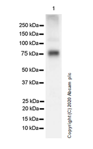 Western blot - Anti-BMAL1 antibody [EPR23696-22] (AB230822)