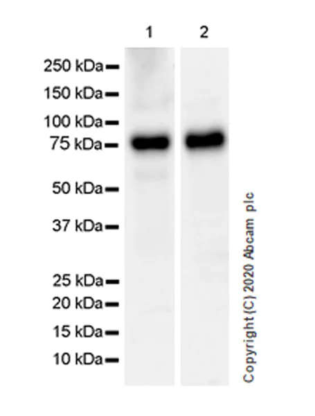 Western blot - Anti-BMAL1 antibody [EPR23696-22] (AB230822)