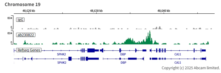 ChIC/CUT&RUN sequencing - Anti-BMAL1 antibody [EPR23696-22] - BSA and Azide free (AB272705)