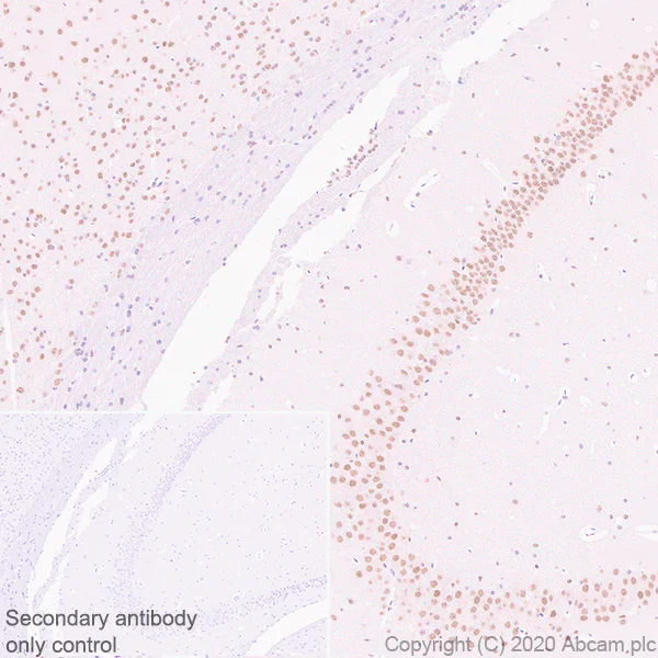 Immunohistochemistry (Formalin/PFA-fixed paraffin-embedded sections) - Anti-BMAL1 antibody [EPR23696-22] - BSA and Azide free (AB272705)
