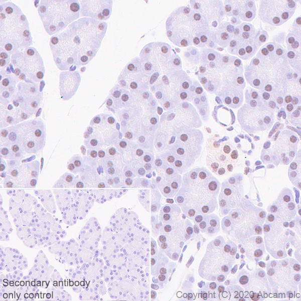 Immunohistochemistry (Formalin/PFA-fixed paraffin-embedded sections) - Anti-BMAL1 antibody [EPR23696-22] - BSA and Azide free (AB272705)