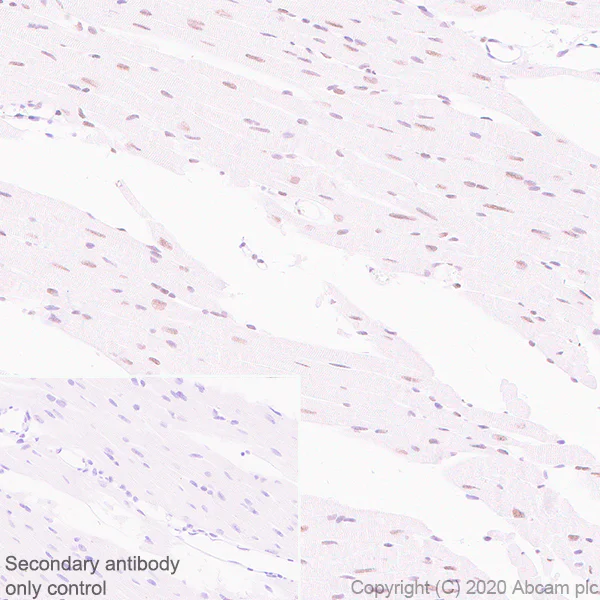 Immunohistochemistry (Formalin/PFA-fixed paraffin-embedded sections) - Anti-BMAL1 antibody [EPR23696-22] - BSA and Azide free (AB272705)