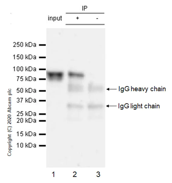 Immunoprecipitation - Anti-BMAL1 antibody [EPR23696-22] - BSA and Azide free (AB272705)