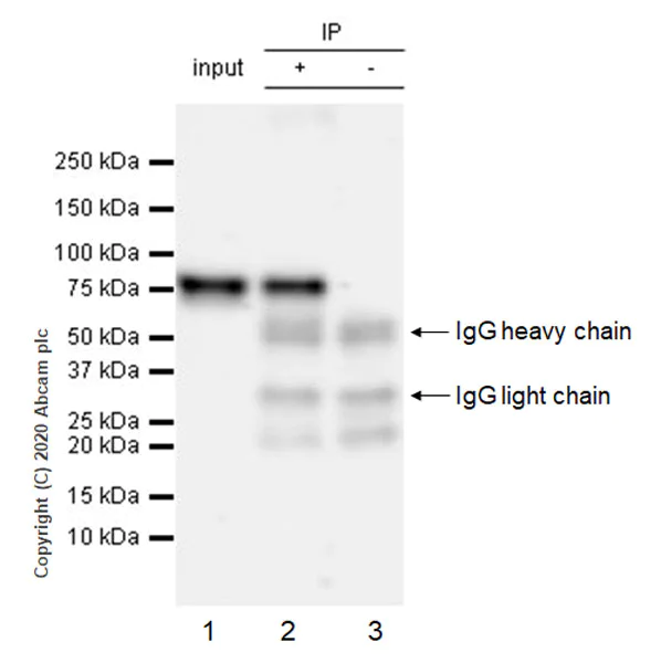 Immunoprecipitation - Anti-BMAL1 antibody [EPR23696-22] - BSA and Azide free (AB272705)