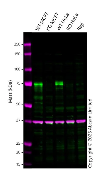 Western blot - Anti-BMAL1 antibody [EPR23696-22] - BSA and Azide free (AB272705)