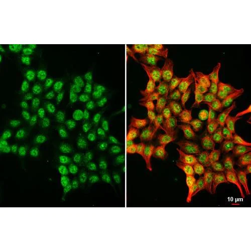 Immunocytochemistry/ Immunofluorescence - Anti-BMAL1 antibody [HL2456] (AB317229)