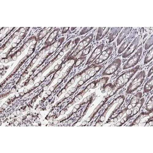 Immunohistochemistry (Formalin/PFA-fixed paraffin-embedded sections) - Anti-BMAL1 antibody [HL2456] (AB317229)